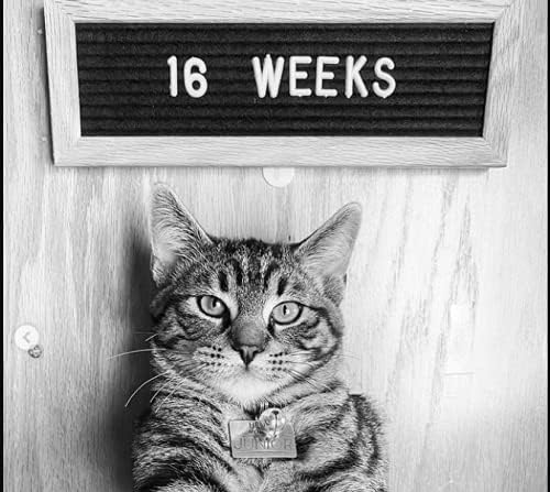 Felt Like Sharing Small Letter Board (Black Felt - 10”x3.5”) – Changeable Message Board with 3 Sets of Felt Board Letters – Statement Wall Sign for Quotes, Home or Holiday Decor In Oak Frame