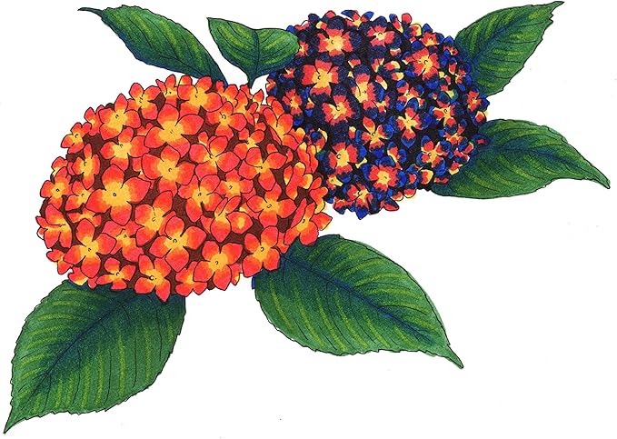 Copic Sketch Alcohol Markers, 6 Color Dual Tip Art Marker Set – Blendable Brush Tips for Drawing, Sketching, and Illustration – Professional Set for Adults/Teen Artists & Creators - Bold Primaries